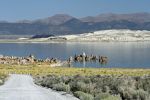 Mono Lake