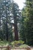 Mariposa Grove