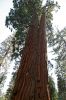 Mariposa Grove