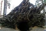 Mariposa Grove