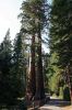 Mariposa Grove