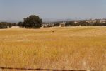 Pomeroy Landscape