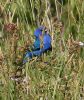 Indigo Bunting