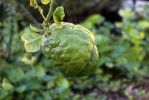 IMG_8928_Getty_Villa_Baumfrucht_forum.jpg