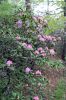 Rhododendron