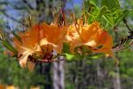Flame Azalea