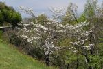 Blue Ridge Parkway, Dogwood