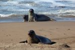 San Simeon See Elefanten