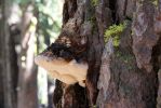 Yosemite NP Baumschwamm