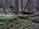 P1000174_Glacier_NP_Hemlock_Grove_Trail_forum.jpg