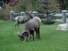 P1000217_Radium_Hot_Springs_Bighorn_Sheep_forum.jpg