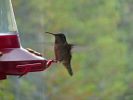 P1000266_Storm_Mountain_Lodge_Kolibri_forum.jpg