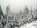 08 Winterwald