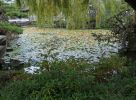 P1000862_Chinatown_Sun_Yat_Sen_Park_Seerosenteich_forum.jpg