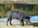 Parc Omega, Wildschwein