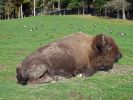 Parc Omega, Bison