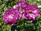 P1070079_DxO_San_Diego_Balboa_Park_Rose_Garden_Rosen_Forum.jpg
