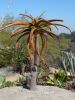 P1070081_DxO_San_Diego_Balboa_Park_Cactus_Garden_roter_Agavenbaum_Forum.jpg