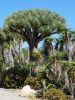 P1070088_DxO_San_Diego_Balboa_Park_Cactus_Garden_Forum.jpg