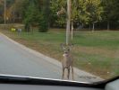 Deer NY 28