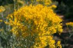 Rabbitbrush