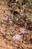 Aster