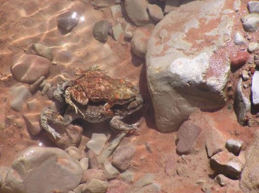 Canyon Frog
