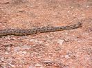Snake Taylor Creek 1.jpg