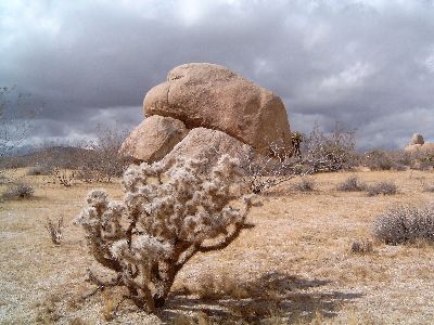 Joshua Tree NP
