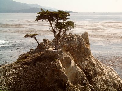 Lone Cypress 17-Mile Drive
