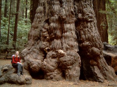 Redwood Vergleich
