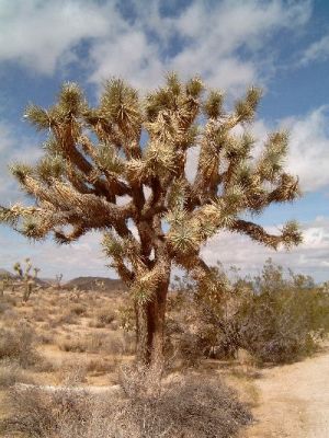 Joshua Tree NP
