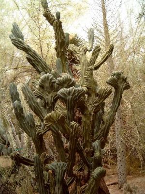 Botanischer Garten
