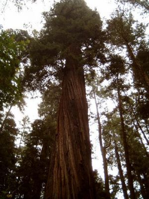 Redwood
