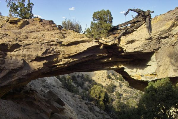 Pet Wood Arch
