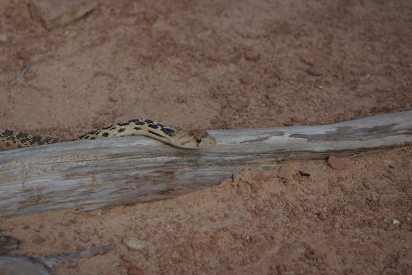 Snake
