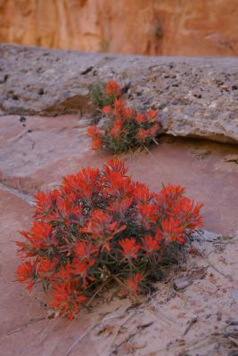 Observation Point Trail
