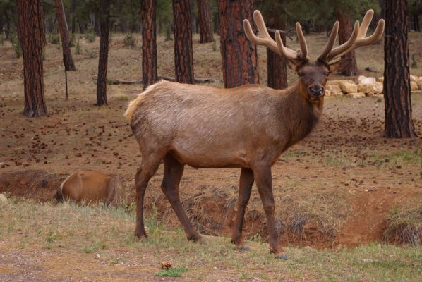 Wapiti GC

