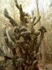 05 - Penny Cactus.JPG