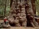 07 - Redwood V.JPG