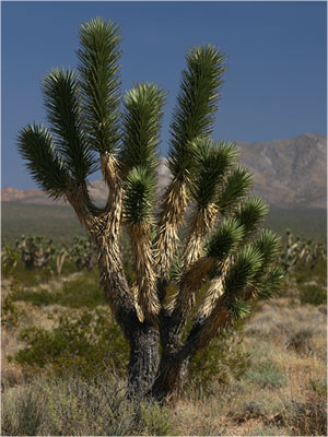 Mojawe Dessert
Kaktus im Mojawe Dessert
