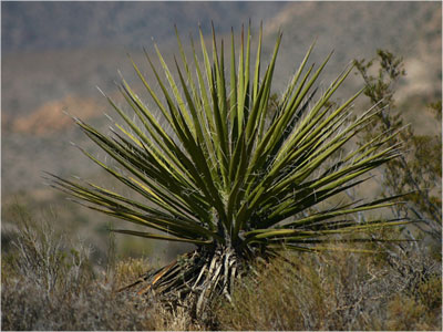 Kaktus im Mojawe-Dessert
