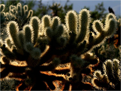 Yoshua Tree National Park
floristische Artenvielfalt
