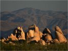 Yoshua Tree National Park