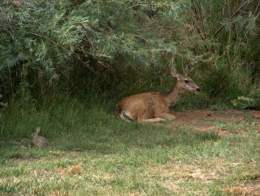 Tierwelt im Capitol Reef NP
