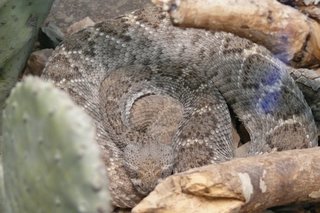 Arizona-Sonora Desert Museum
