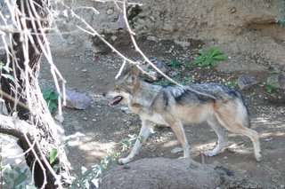 Arizona-Sonora Desert Museum IV
