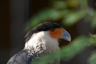 Arizona-Sonora Desert Museum VI
