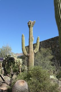 Arizona-Sonora Desert Museum VIII
