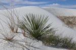 White Sands N.M. II